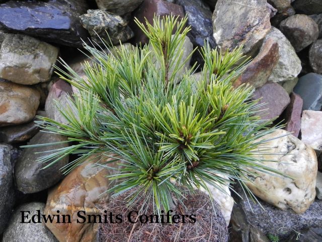 Pinus strobus 'Amandas Joy'